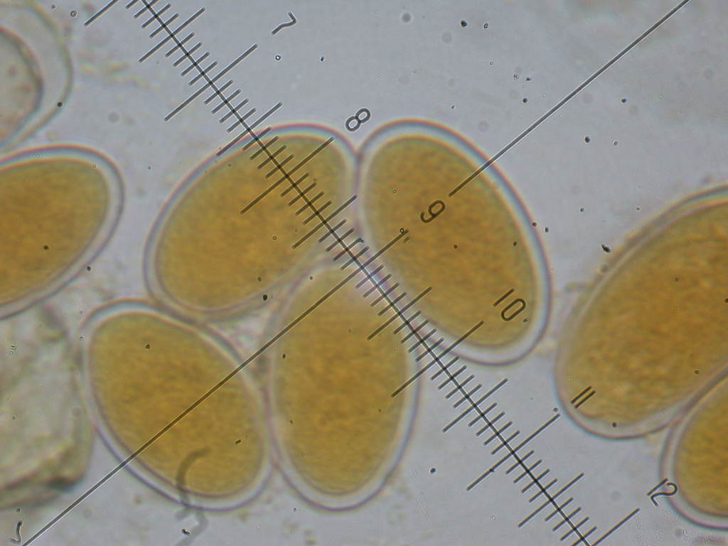 QUIZ per due funghi ... diversi